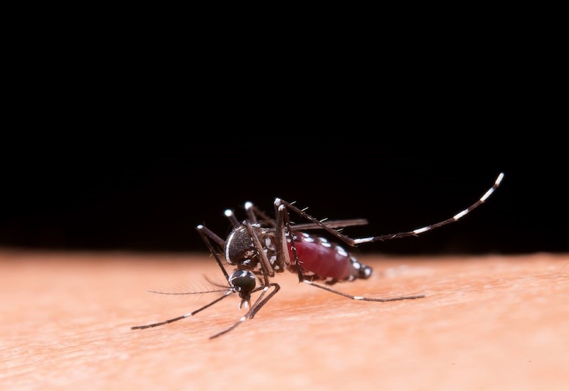 Muỗi Aedes aegypti là vật mang vi rút sốt xuất huyết