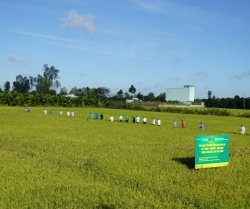 Phân bón Phú Mỹ phát huy hiệu quả trong sản xuất nông nghiệp bền vững tại Đồng Tháp