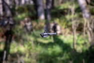 Biết gì về UAV siêu nhỏ Black Hornet sắp tới Ukraine? 