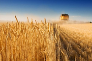 Tổng thống Nga Vladimir Putin hứa cung cấp ngũ cốc cho các nước đang phát triển.  ẢNH: NHẬN HÌNH ẢNH