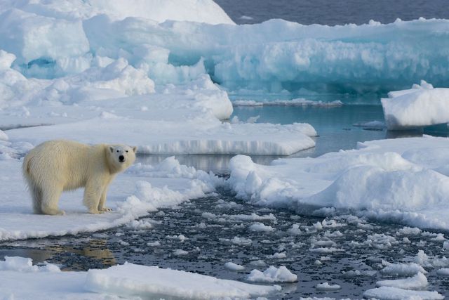 Các nhà khoa học đề xuất hai sáng kiến ​​không tưởng nhằm cứu tảng băng ở vùng cực, thoạt nghe có vẻ viển vông - Ảnh 3.