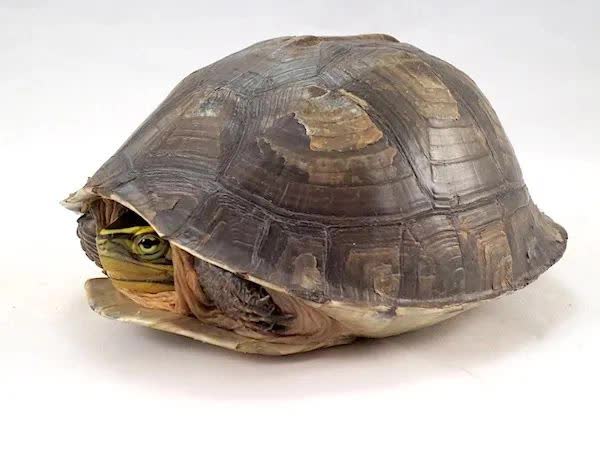 Kỳ lạ, con rùa hiền lành lại là cơn ác mộng đối với những kẻ săn mồi và các nhà khoa học - Ảnh 6.