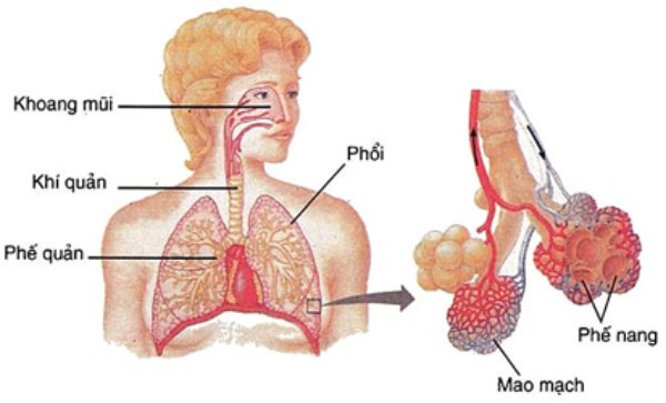 Cấu trúc của phổi
