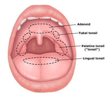 Vòng bạch huyết của Waldeyer bao gồm amiđan vòm, amiđan ống, amiđan vòm miệng và amiđan đáy lưỡi.